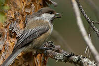 Mésange lapone