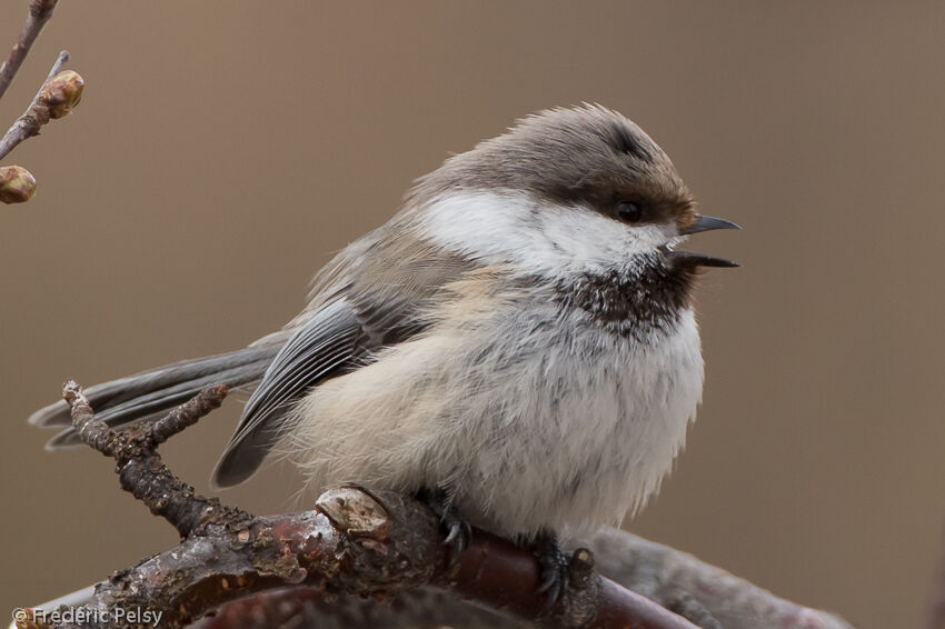 Grey-headed Chickadeeadult
