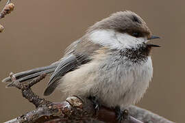 Grey-headed Chickadee