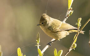 Yellow-browed Tit