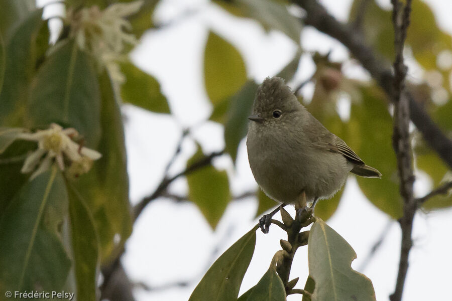 Mésange modeste