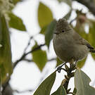 Mésange modeste