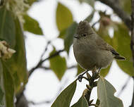 Mésange modeste