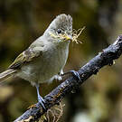 Mésange modeste