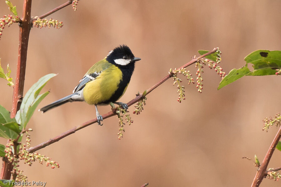 Green-backed Tit