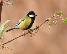 Green-backed Tit