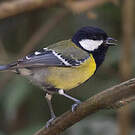 Mésange montagnarde