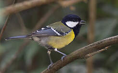 Mésange montagnarde