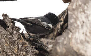 Southern Black Tit