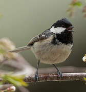 Coal Tit