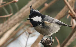 Coal Tit