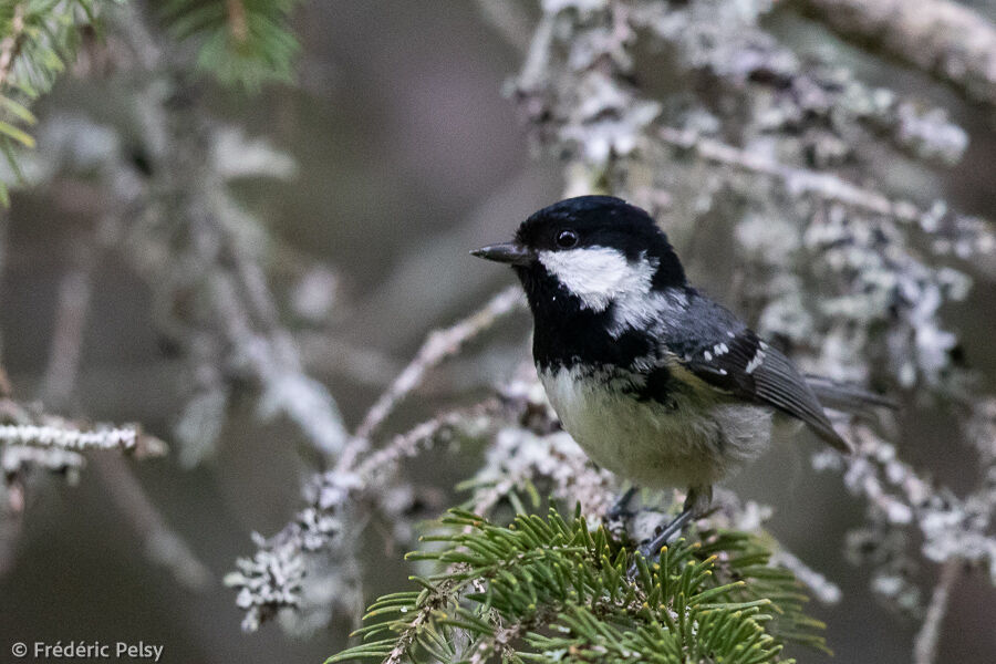 Mésange noire