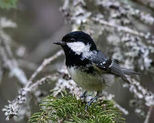 Coal Tit