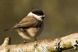 Marsh Tit