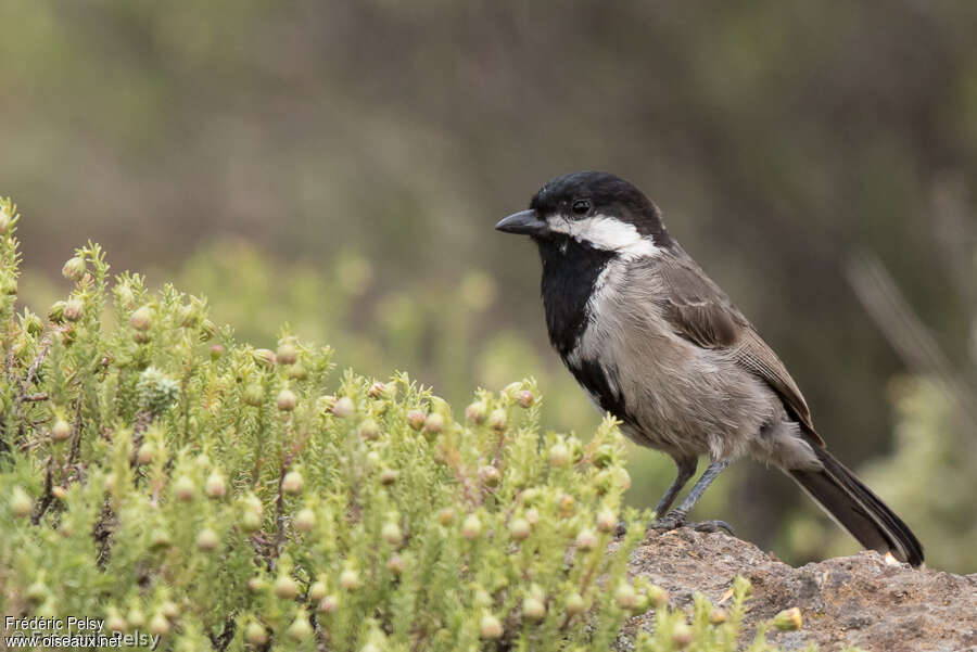 Grey Titadult, identification