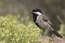 Mésange petit-deuil