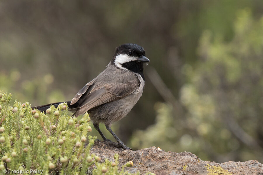 Mésange petit-deuiladulte