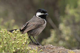 Grey Tit