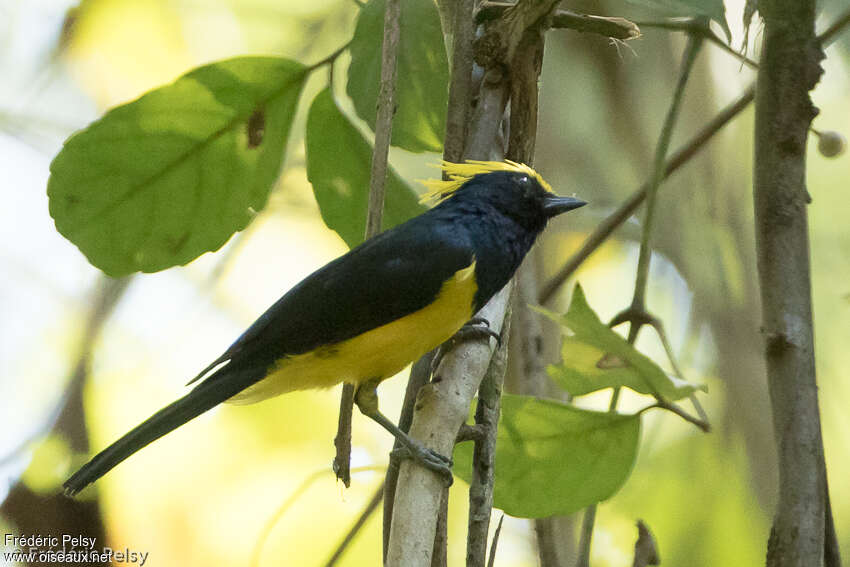 Sultan Tit male adult