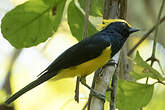 Mésange sultane