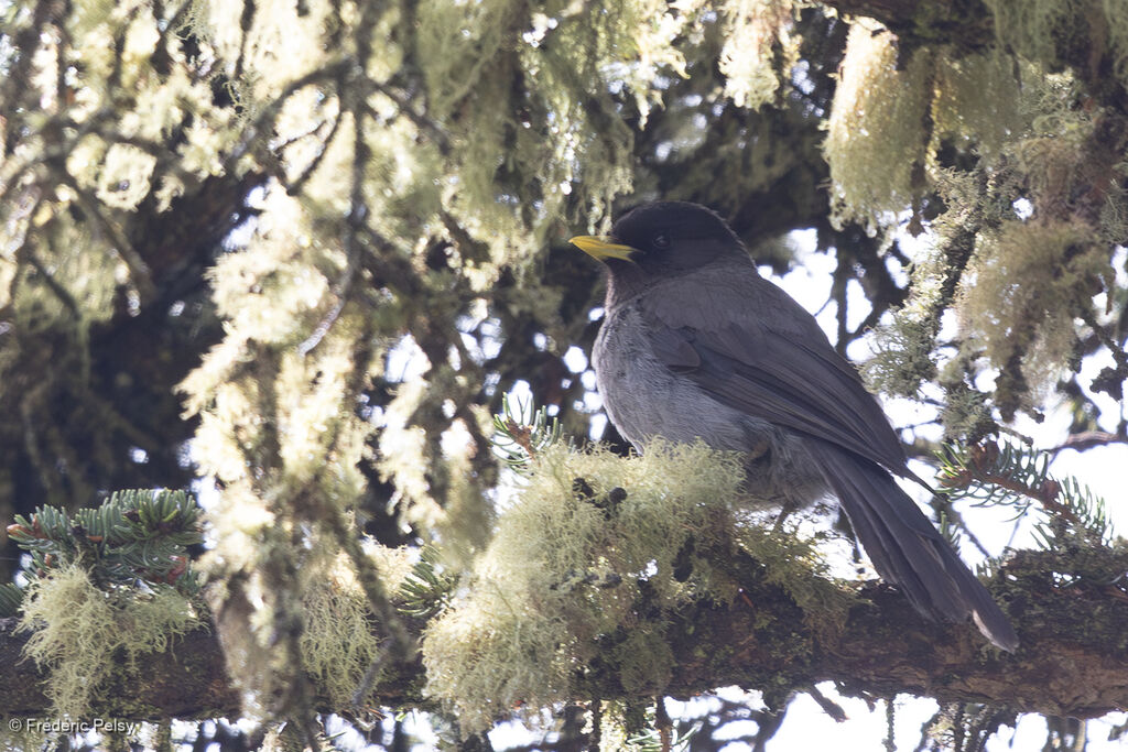 Mésangeai du Sitchouan