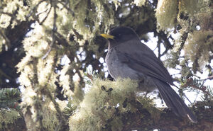 Sichuan Jay - Perisoreus internigrans