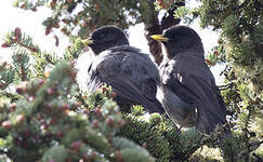 Mésangeai du Sitchouan