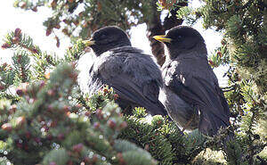Sichuan Jay - Perisoreus internigrans