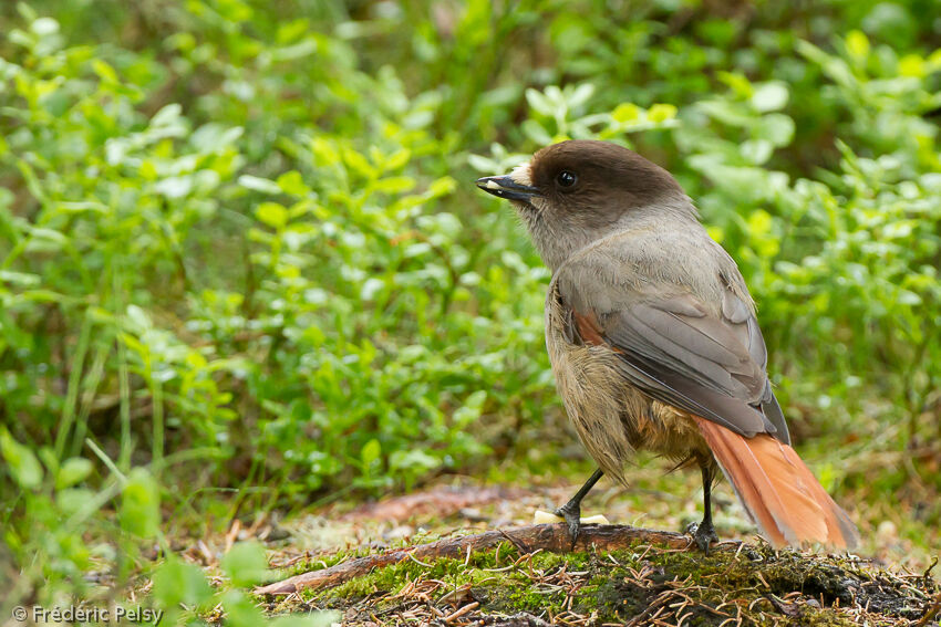 Siberian Jayadult