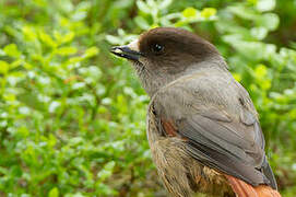 Siberian Jay