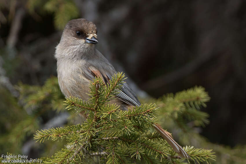 Siberian Jayadult breeding, close-up portrait