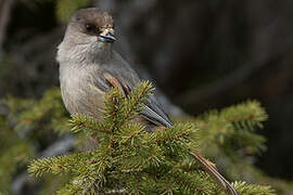 Siberian Jay