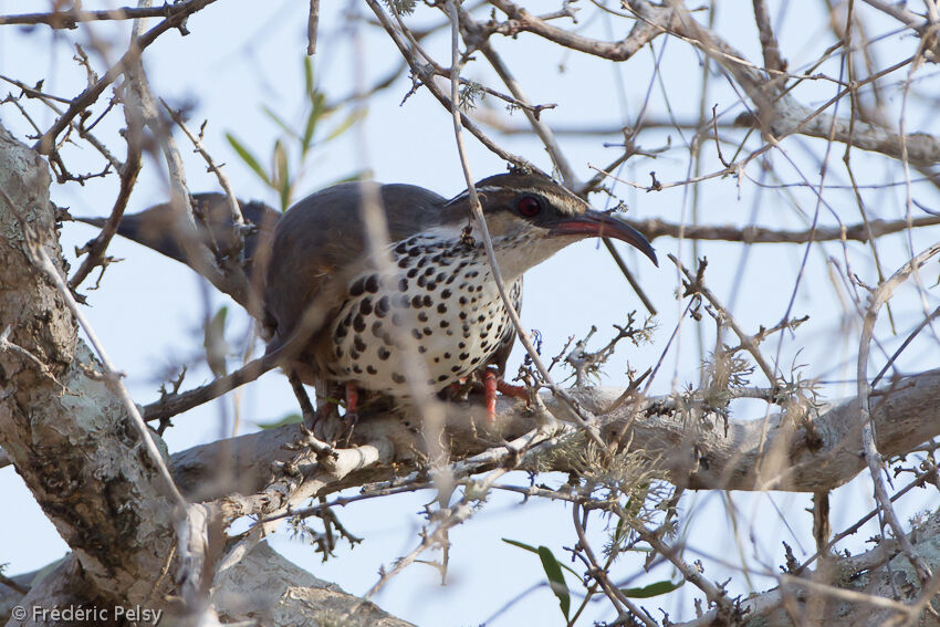 Subdesert Mesite male adult