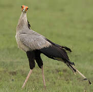 Secretarybird