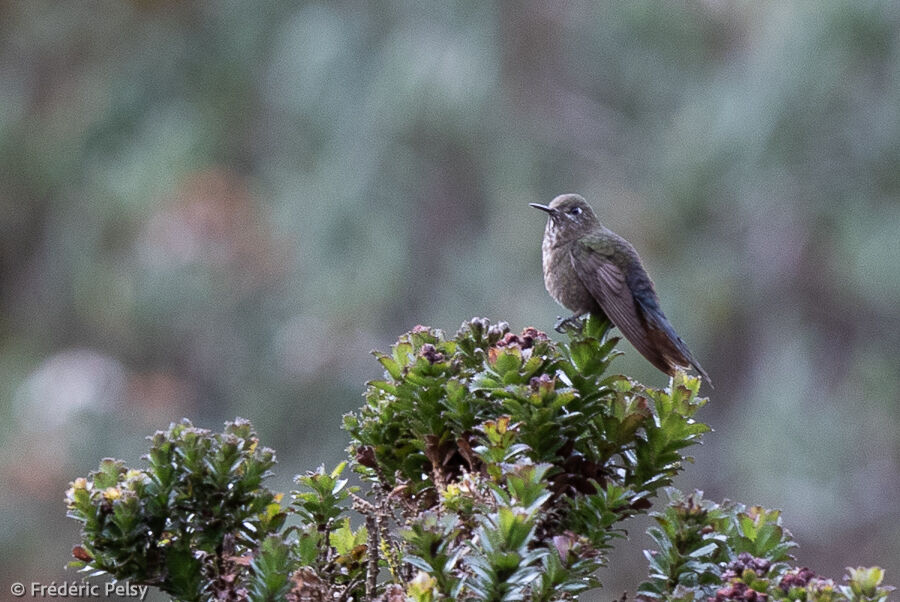 Blue-mantled Thornbill