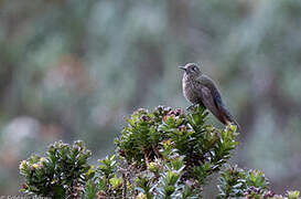 Blue-mantled Thornbill