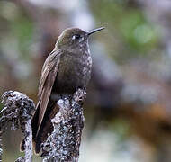 Blue-mantled Thornbill