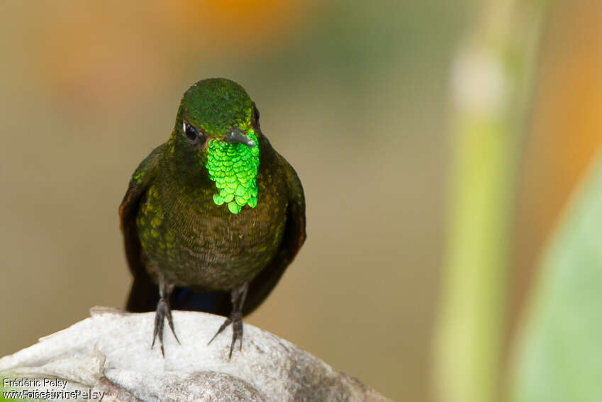 Tyrian Metaltail male adult breeding, close-up portrait, pigmentation