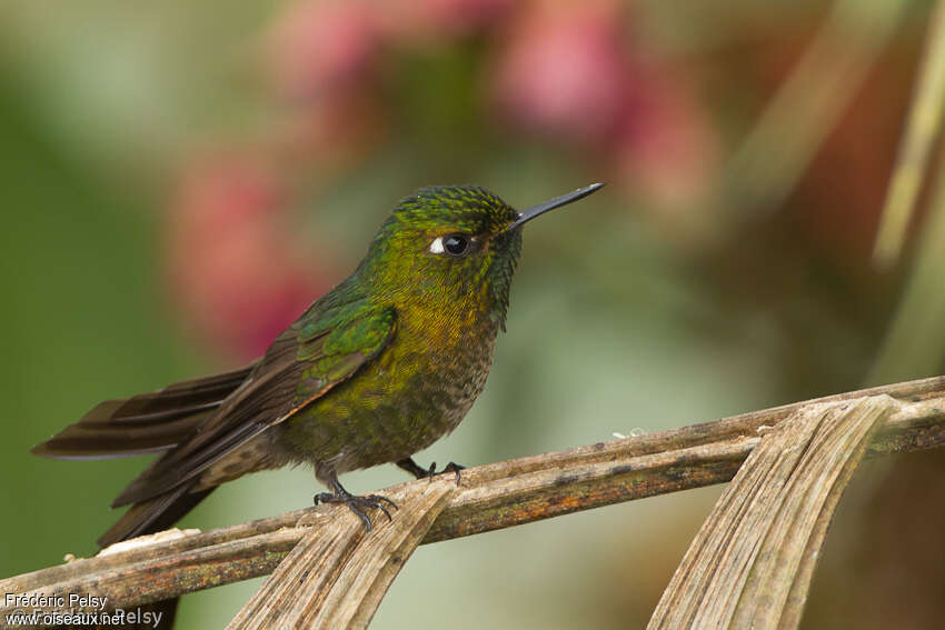 Tyrian Metaltail male immature, close-up portrait