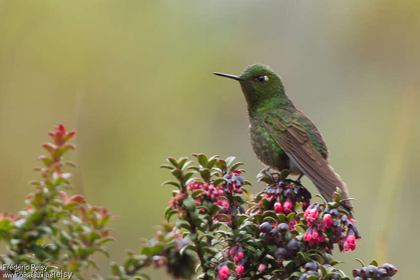 Viridian Metaltailadult