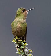 Viridian Metaltail