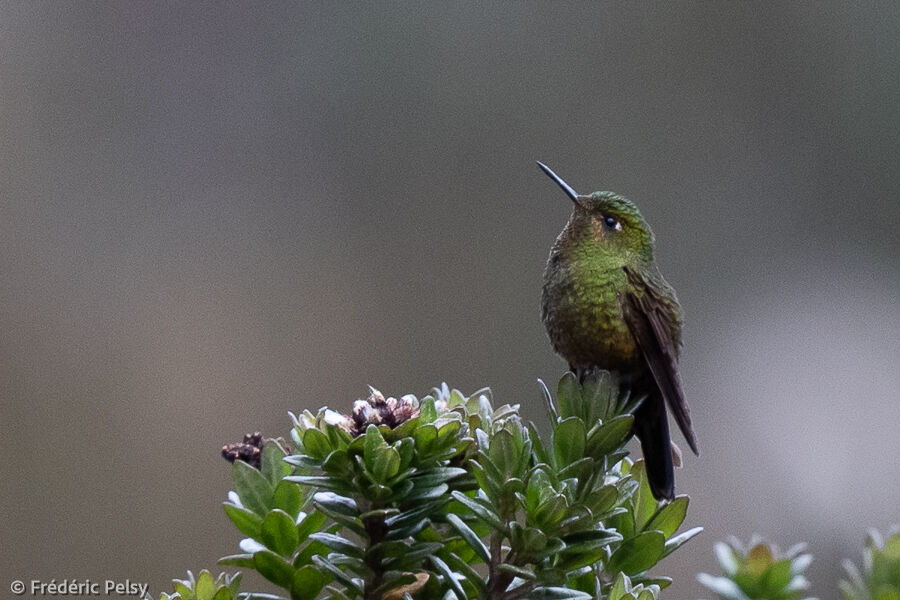 Viridian Metaltail