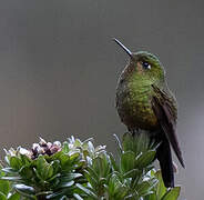 Viridian Metaltail