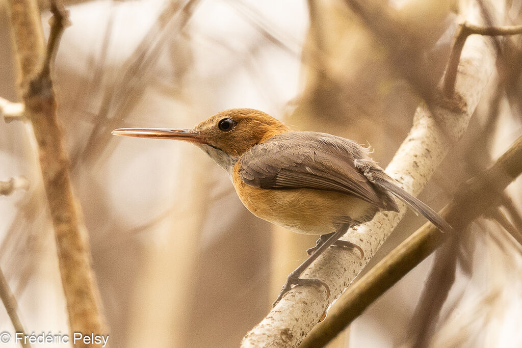 Trilling Gnatwren