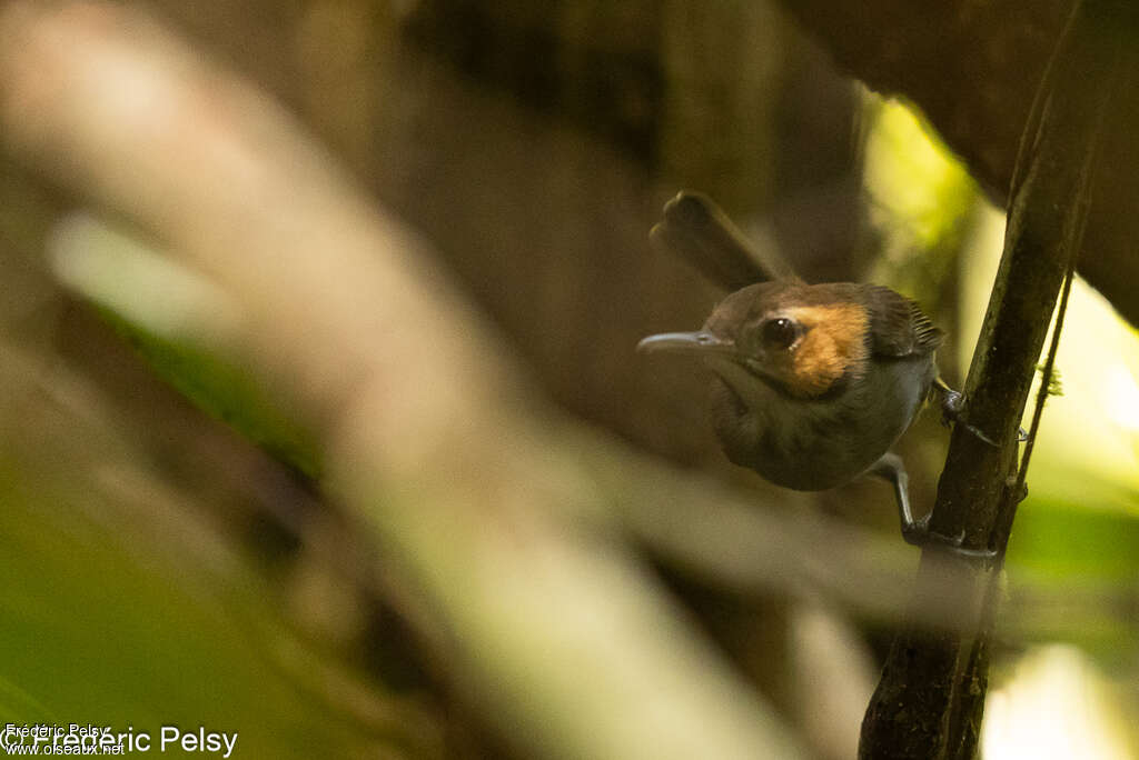 Tawny-faced Gnatwren