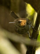 Tawny-faced Gnatwren