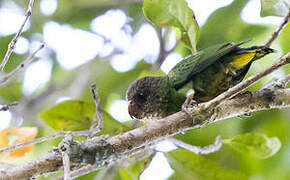 Geelvink Pygmy Parrot