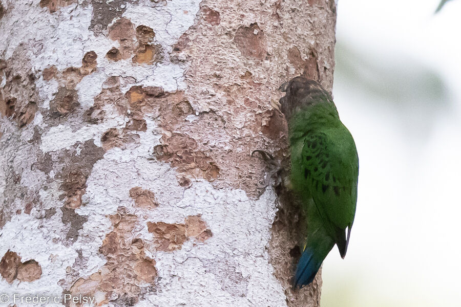 Geelvink Pygmy Parrot