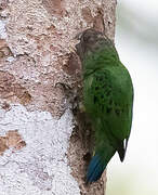 Geelvink Pygmy Parrot