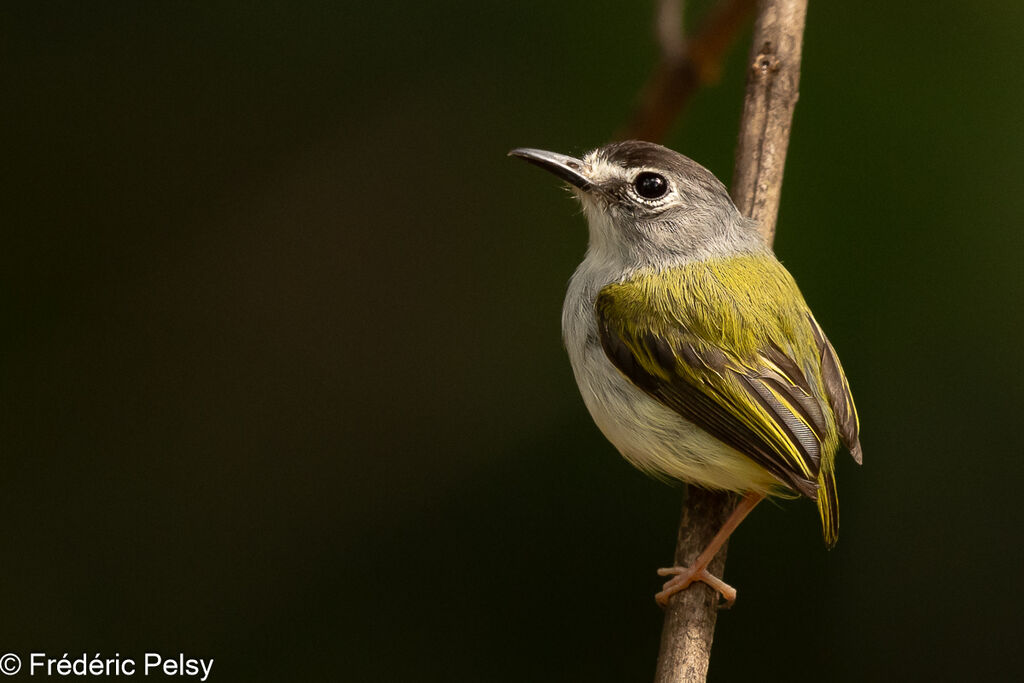 Black-capped Pygmy Tyrant